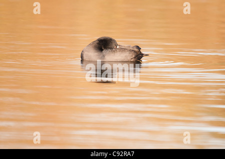 Coot (Fulica atra) auf ruhigem Wasser während des Sonnenuntergangs. Stockfoto