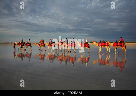 Touristischen Kamel trainieren am Cable Beach, Broome, Kimberley-Region, Western Australia, Australien Stockfoto