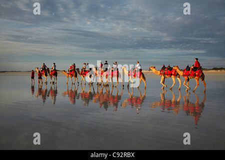 Touristischen Kamel trainieren am Cable Beach, Broome, Kimberley-Region, Western Australia, Australien Stockfoto