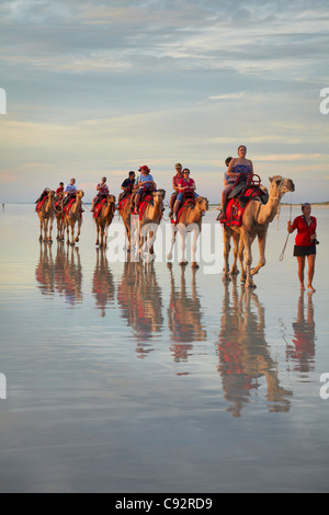 Touristischen Kamel trainieren am Cable Beach, Broome, Kimberley-Region, Western Australia, Australien Stockfoto