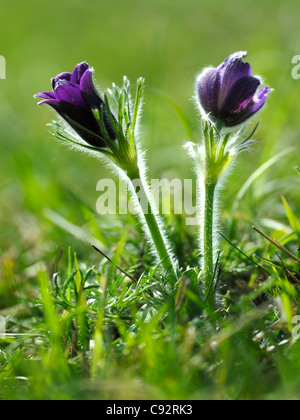 Ein paar Küchenschellen (Pulsatilla Vulgaris) Stockfoto