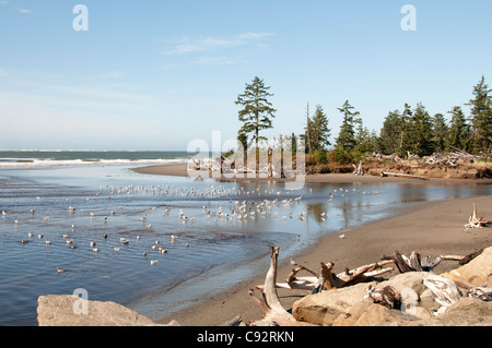 Westport Ebbe Flut fließen Seesand Washington Vereinigte Staaten Stockfoto