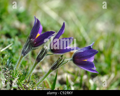 Eine lineare Darstellung der drei Küchenschellen (Pulsatilla Vulgaris) Stockfoto