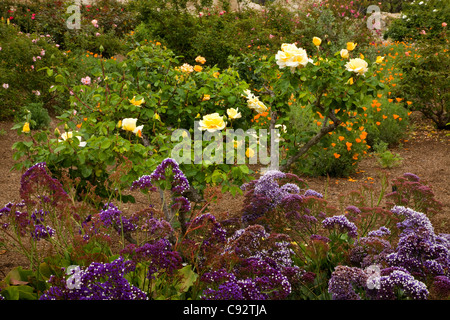 Kalifornien - Rose Garten von den Blumengärten an Mission San Juan Capistrano. Stockfoto