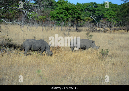 Weiße Nashörner (Quadrat-lippig) Leben in Imire Safari Ranch, Simbabwe Stockfoto