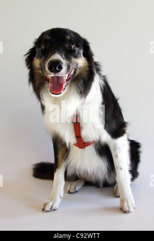 Ein Tri farbige Border Collie sitzen. Fokus auf die Augen Stockfoto