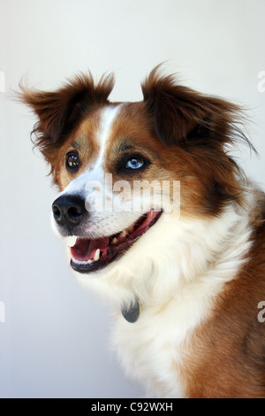 Australian Shepherd und Border Collie mix Hunderasse Stockfoto