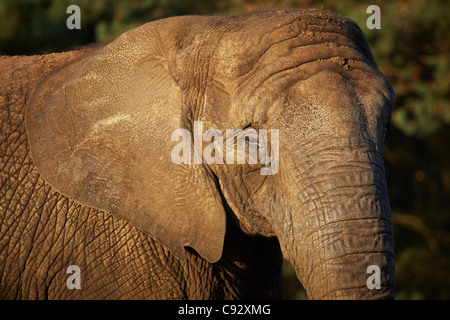 Closeup Portrait eines afrikanischen Elefanten im frühen Abendlicht Stockfoto