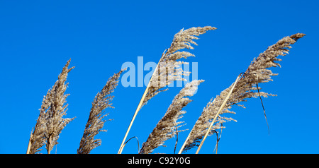 Die Spitzen der hohen Gräsern winken in den Wind vor blauem Himmel. Stockfoto