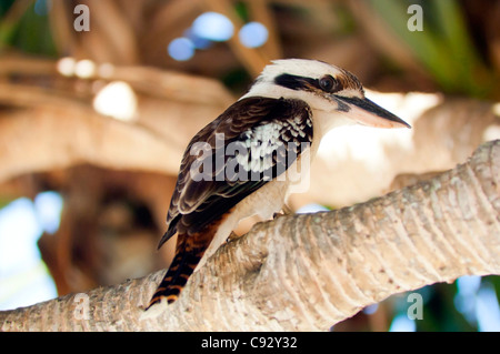 Australian Kookaburra-Vogel, klassische australische Ikone Stockfoto