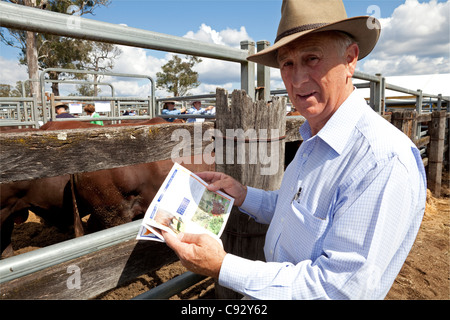 Käufer bei Verkauf von Santa Gertrudis Bulls bei Yulgilbar Station, Baryugil, NSW, Australien Stockfoto