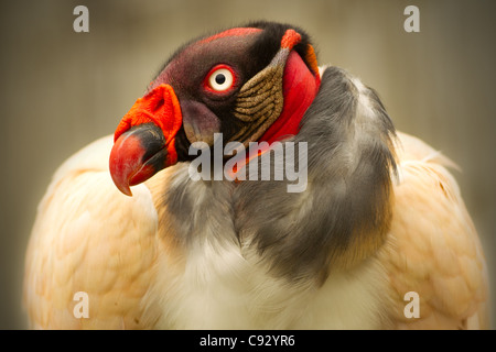 CLOSE UP PORTRAIT DES KÖNIGS GEIER IN GEFANGENSCHAFT Stockfoto