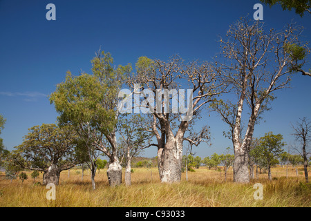 Boab-Bäume in der Nähe von Warmun (Türkei Creek), Great Northern Highway, Kimberley-Region, Western Australia, Australien Stockfoto