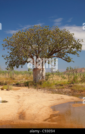 Boab Baum und saisonale Wasserloch, Great Northern Highway, Kimberley-Region, Western Australia, Australien Stockfoto