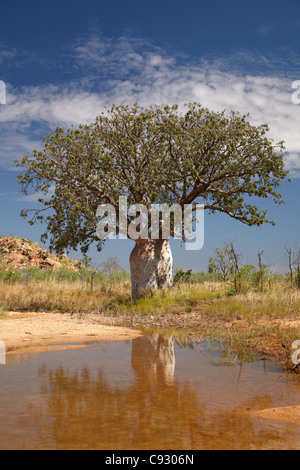 Boab Baum und saisonale Wasserloch, Great Northern Highway, Kimberley-Region, Western Australia, Australien Stockfoto