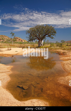 Boab Baum und saisonale Wasserloch, Great Northern Highway, Kimberley-Region, Western Australia, Australien Stockfoto