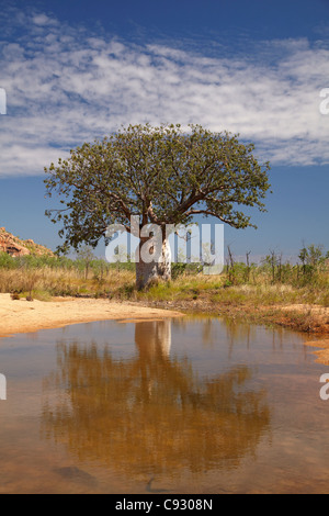 Boab Baum und saisonale Wasserloch, Great Northern Highway, Kimberley-Region, Western Australia, Australien Stockfoto