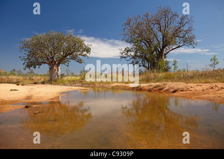 Boab-Bäume und saisonale Wasserloch, Great Northern Highway, Kimberley-Region, Western Australia, Australien Stockfoto