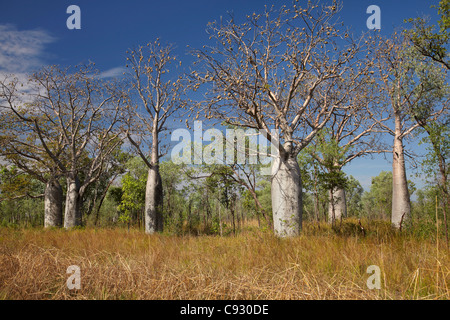 Boab-Bäume, Great Northern Highway in der Nähe von Kununurra, Kimberley-Region, Western Australia, Australien Stockfoto