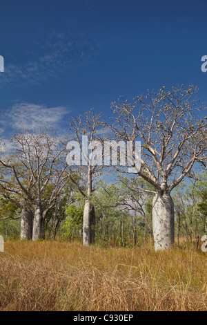 Boab-Bäume, Great Northern Highway in der Nähe von Kununurra, Kimberley-Region, Western Australia, Australien Stockfoto