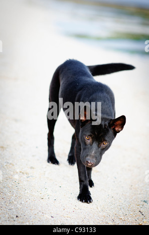Ein Hund namens Sweety, von ihrer Besitzerin lebt an einem Strand in Lombok Stockfoto