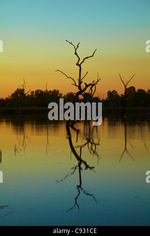 Tote Bäume spiegelt sich in Lily Creek Lagune im Morgengrauen, Lake Kununurra, Kununurra, Kimberley-Region, Western Australia, Australien Stockfoto