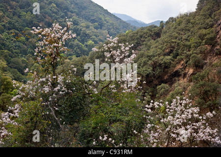 Die schöne Blüte von Bauhinia Variegata, wächst im Drangme Chhu River Valley in der Nähe von Trashi Yangstze. Stockfoto