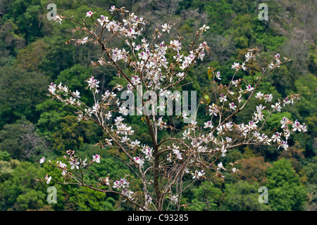 Die Blüte von der schönen Bauhina Variegata blüht im unteren Mangde Chhu Tal. Stockfoto