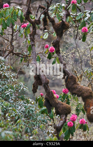 Eine schöne rosa Rhododendron wächst in den Bergen über dem Phobjikha Tal. Stockfoto