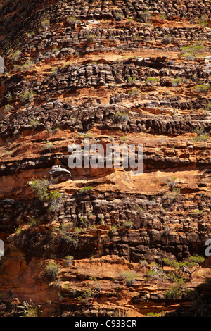 Sedementary Schichten in "Bienenstock", Bungle Bungles, Purnululu National Park, Kimberley-Region, Western Australia, Australien Stockfoto