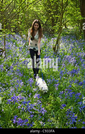 England, South East Kent, Kingsdown. Junge Mädchen genießen zu Fuß ihren Hund in einem Bluebell Holz Stockfoto