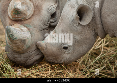 England, Kent, Port Lympne. Spitzmaulnashorn Kalb mit seiner Mutter im Port Lympne Wildlife Park in South East Kent. Stockfoto