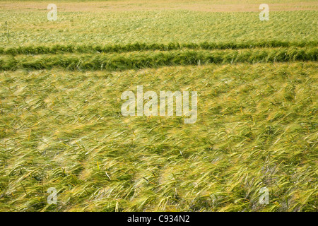 Getreide wächst in einem Feld Stockfoto