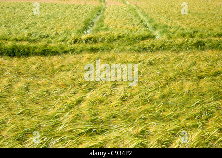 Getreide wächst in einem Feld Stockfoto