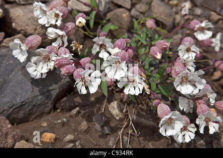 Silene Uniflora, bekannt als Meer Campion, ist ein Mitglied der Familie. Stockfoto