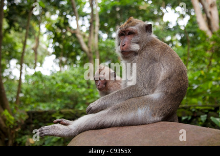 Bali Ubud. Makaken sitzt geduldig an einer Wand in Ubuds Heilige Affenwald. Stockfoto