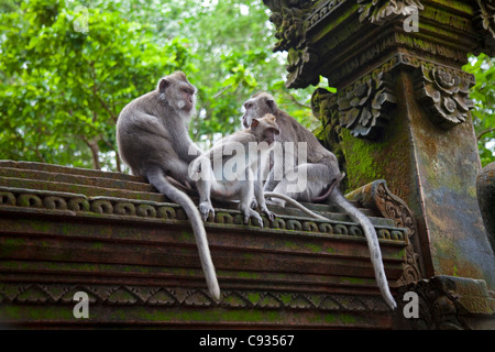 Bali Ubud. Makaken sitzt geduldig auf eine geschnitzte Wand in Ubuds Heilige Affenwald. Stockfoto