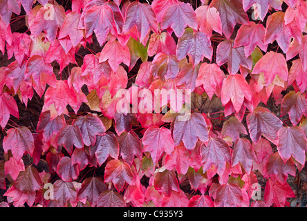 Boston Ivy Vine (Parthenocissus Tricuspidata) - Herbst-Farben Stockfoto