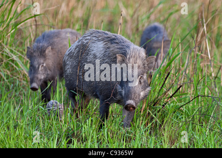 Eine Familie von indische Wildschwein im Kaziranga Nationalpark. Stockfoto