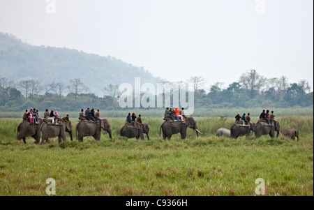 In den frühen Morgenstunden betrachten Touristen Elefanten Reiten ein Great Indian One gehörnten Nashorn am Rande des Sumpfes. Stockfoto