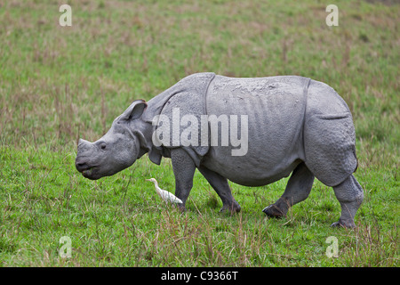 Ein großen indischen einen gehörnten Nashorn im Kaziranga Nationalpark. Stockfoto