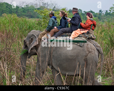 Touristen auf einem Elefanten suchen nach großen indischen einen gehörnten Nashörner und andere wilde Tiere groß Sumpf Gras. Stockfoto