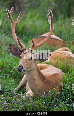 Eine männliche Swamp Deer am Rande des Sumpfes im Kaziranga Nationalpark. Diese markante Hirsche sind eine vom Aussterben bedrohte Arten. Stockfoto