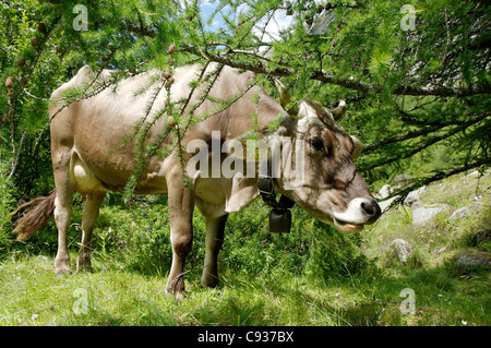 Eine Kuh, die Schutz vor der heißen Sonne in der Schweiz Stockfoto