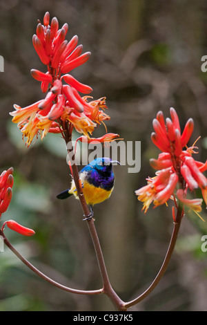 Eine Variable Sunbird auf eine Aloe. Stockfoto