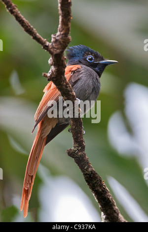 Einen afrikanischen Paradies-Fliegenfänger. Stockfoto