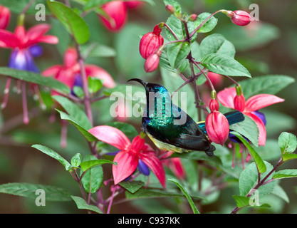 Eine Variable Sunbird auf einem Fuscia Busch. Stockfoto