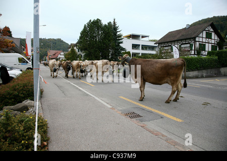 Rinder in der Schweiz Stockfoto