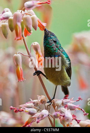 Eine östliche Doppel-Kragen Sunbird. Stockfoto