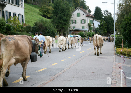 Rinder in der Schweiz Stockfoto